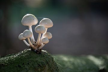 Lone porcelain fungus