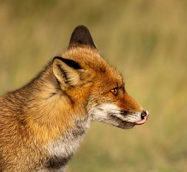 Fuchs (Vulpes) von Wouter Van der Zwan