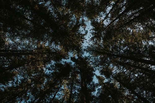 Looking up in the pine forest at Tour de Leroux, Ardennes Belgium