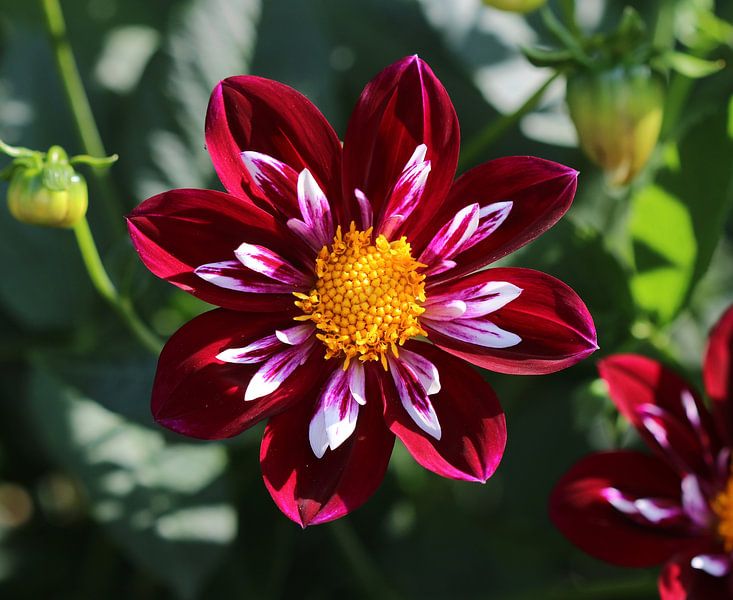 Dahlia Night Butterfly par Matthias Brix