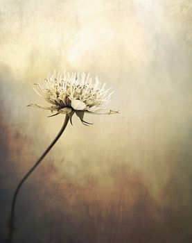 Zeeuws knoopje, minimalisme (gezien bij vtwonen)