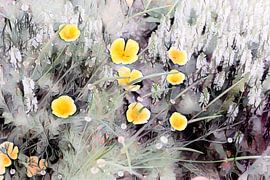 California poppy by Patricia Piotrak