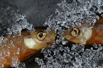 Pêche dans la glace sur Mascha de Lange