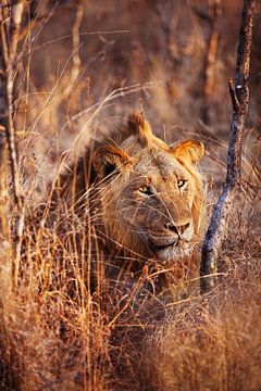 Lion dans l'herbe stérile d'Afrique du Sud au coucher du soleil sur Anne Jannes