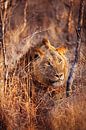 Lion in the grass of South Africa at sunset by Anne Jannes thumbnail