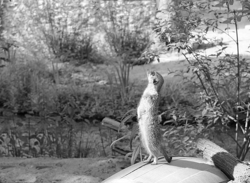 Erdmännchen in Schwarz und Weiß von Jose Lok
