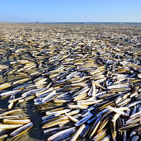 Scheermessen op zand van Anjo Kan