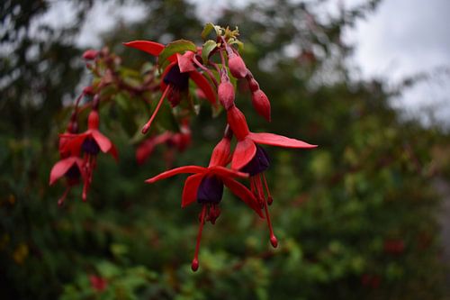 red fuchsia