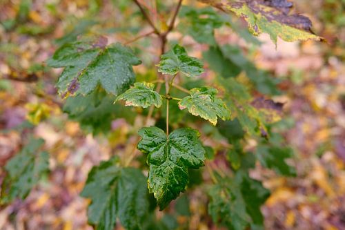 Groen blad van Colin van der Bel