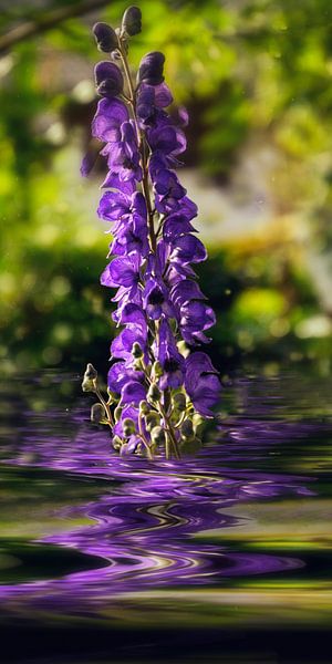 Medicinal herbs - Aconitum Dilution by Christine Nöhmeier