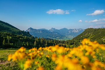 Vue fleurie sur la vallée de Tannheim sur Leo Schindzielorz
