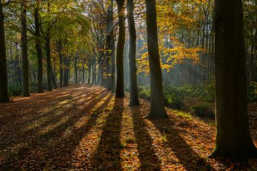 Autumn and sun harps in the Horsten by Remco Van Daalen