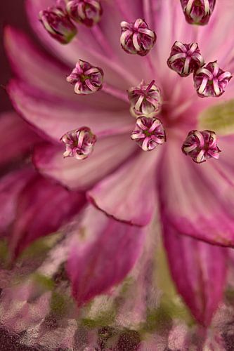 Schilderachtig spiegelbeeld van een roze Zeeuws knoopje  (Astrantia Major)