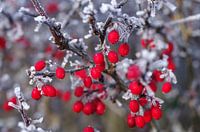Rode bessen van barberry bedekt met vorst