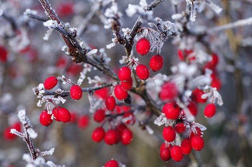 Rode bessen van barberry bedekt met vorst