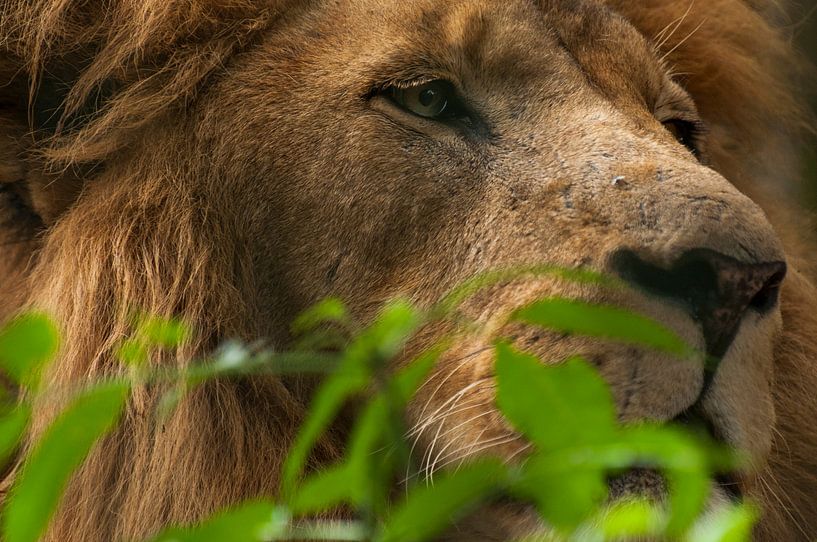 Löwen : Tierpark Amersfoort von Loek Lobel