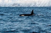 Orca par Merijn Loch Aperçu