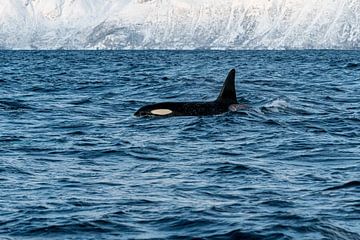 Orca sur Merijn Loch