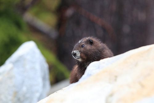 Vancouver Eiland Marmot, Marmota vancouverensis, Mount Washington, Vancouver Eiland, BC, Canada