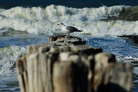 Gull on beach pile by Blond Beeld