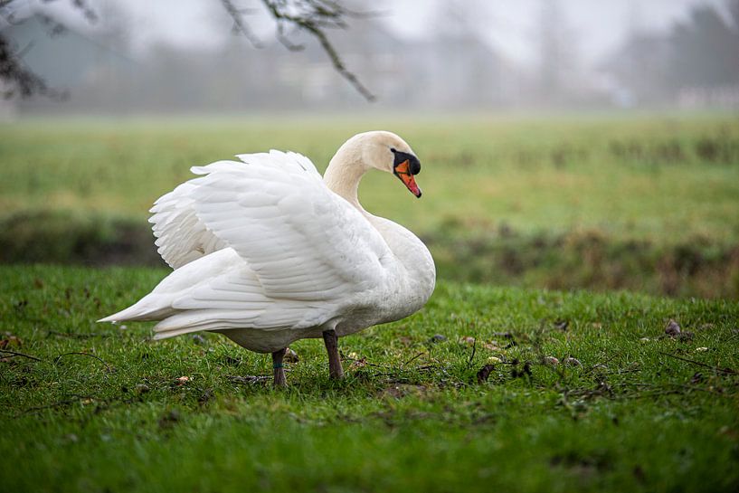 Zwaan in het veld van Roland de Zeeuw
