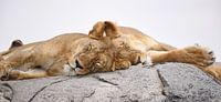 Op safari in Afrika:  Slapende leeuwen op een kopje in de Serengeti, Tanzania van Rini Kools thumbnail