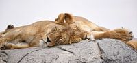 Sleeping Lions