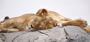 Sleeping Lions by Rini Kools