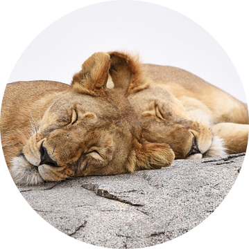 Op safari in Afrika:  Slapende leeuwen op een kopje in de Serengeti, Tanzania van Rini Kools