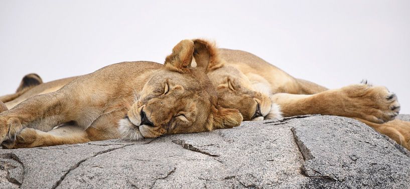 Op safari in Afrika:  Slapende leeuwen op een kopje in de Serengeti, Tanzania van Rini Kools