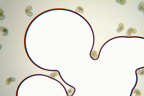 compositie pollen , inspiratie Keith Haring 1