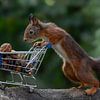 Eichhörnchen mit Einkaufswagen voller Nüsse. von Albert Beukhof