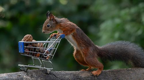 Eichhörnchen mit Einkaufswagen voller Nüsse.