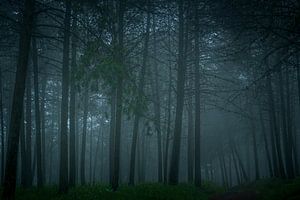 Mistig bos na een regenbui. van Theo van Woerden