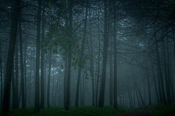 Foggy forest after a rainstorm.