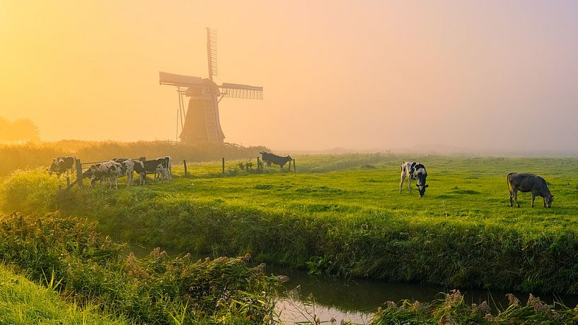 Kühe im Nebel auf dem Meervogel, Garrelsweer von Henk Meijer Photography