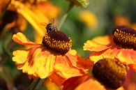 Gelbe Blume mit Biene von Ingrid Meuleman Miniaturansicht