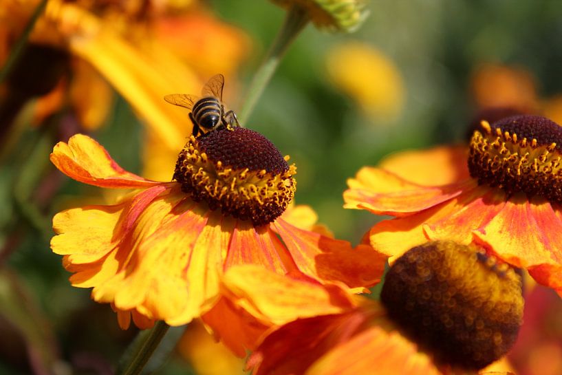 Gelbe Blume mit Biene von Ingrid Meuleman