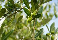 olive 3
