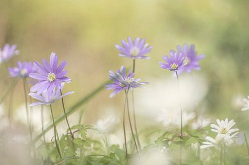 Bloemen in het hemelse licht