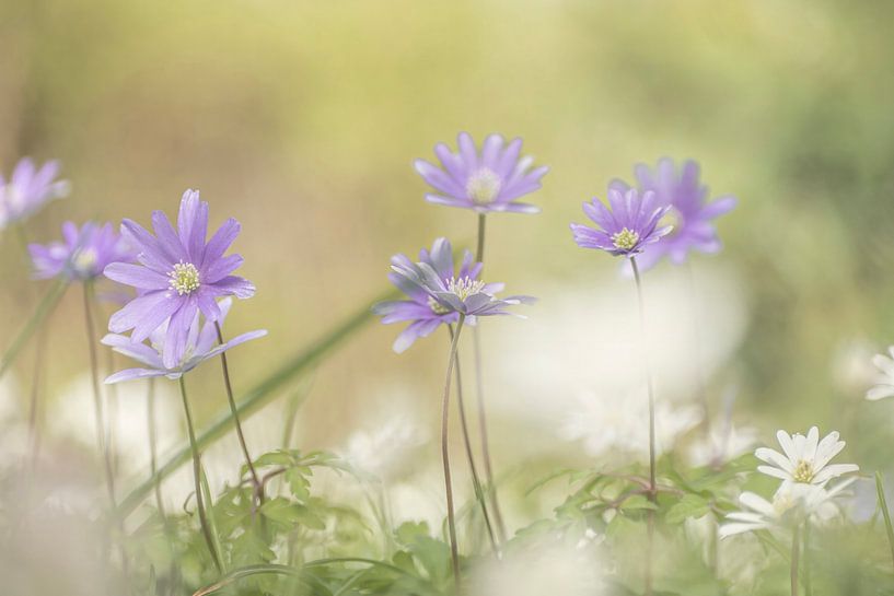 Flowers in the heavenly light by Robby's fotografie