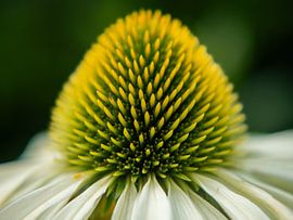 Echinacea flower by Captures by Kayleigh