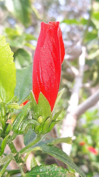 Rode bloem von Gerhilde Mulder