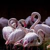 Les flamants roses en harmonie sur Bob Mans
