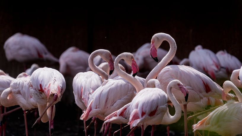 Flamingos in harmony by Bob Mans