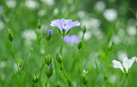 Eenzaam Blauw