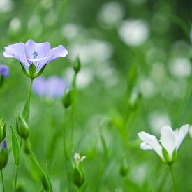 Eenzaam Blauw von Babette van Gameren