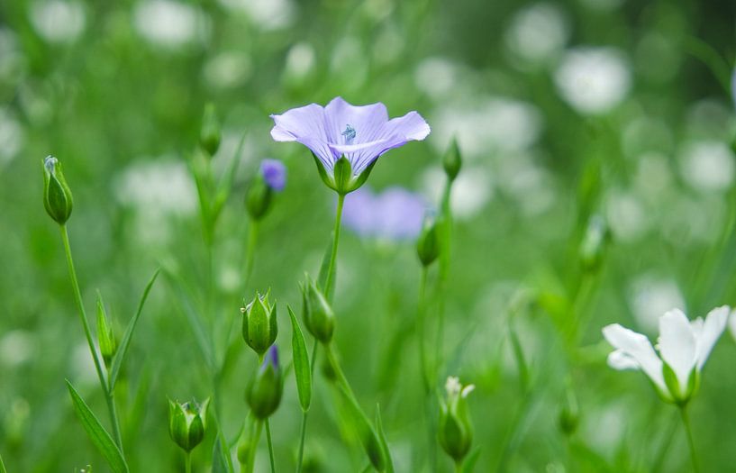 Eenzaam Blauw by Babette van Gameren