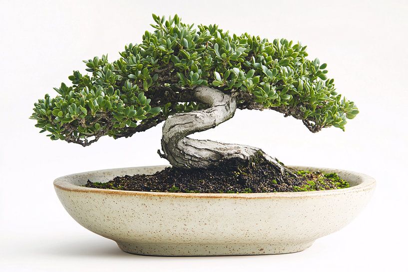 Bonsai tree in ceramic pot by Imperial Art House