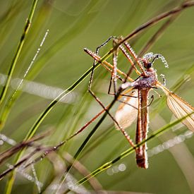 Insect onder de dauw van Rob Boon